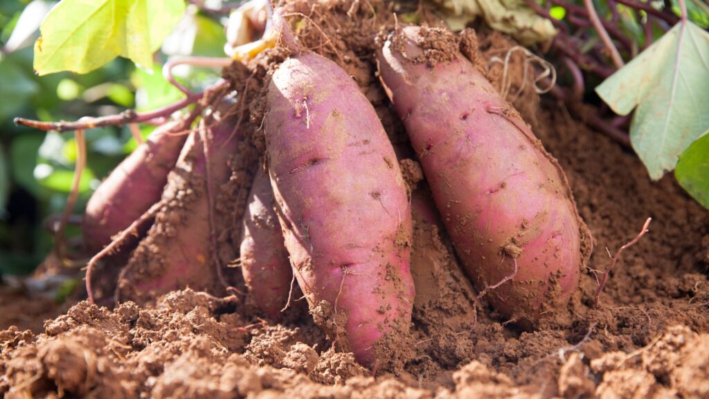 sweet potatoes