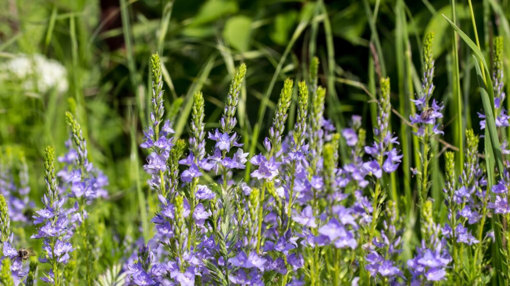 veronica flowers
