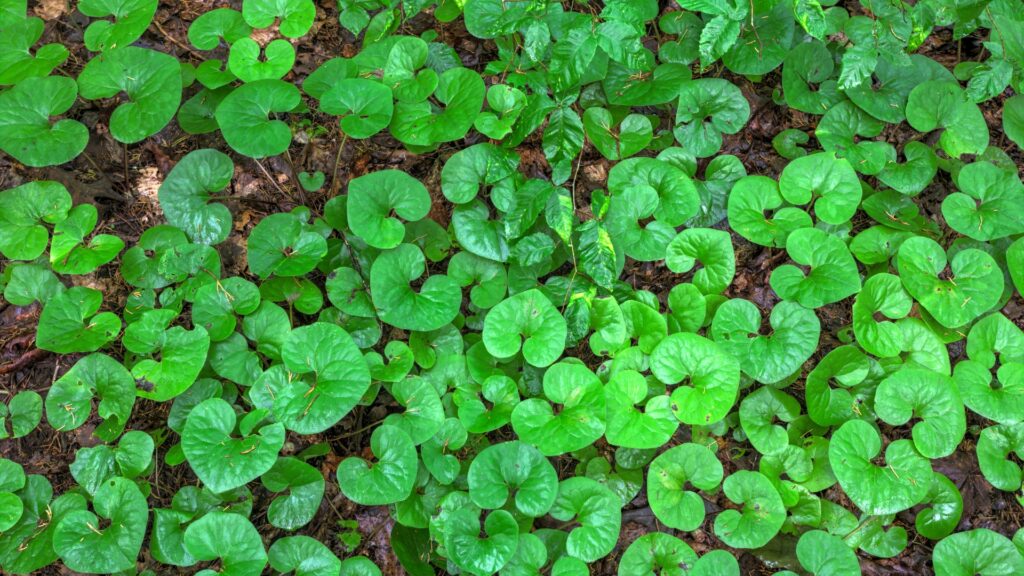 wild ginger