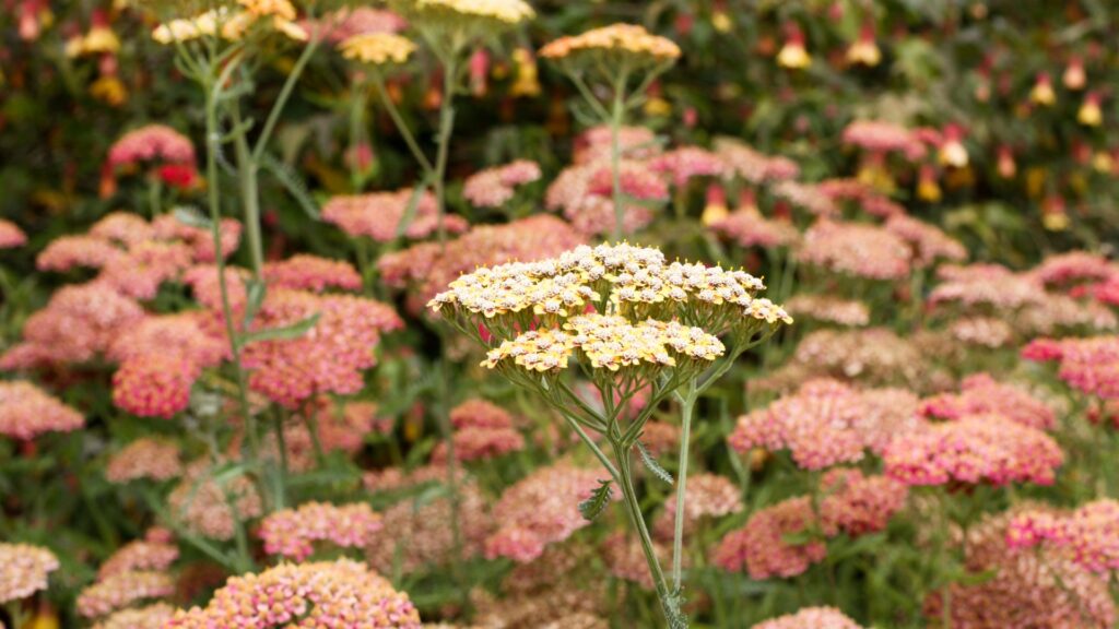 yarrow plant flowering