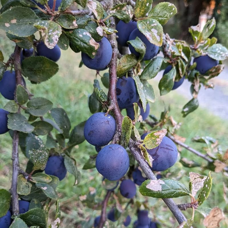 ‘Blue Damson’