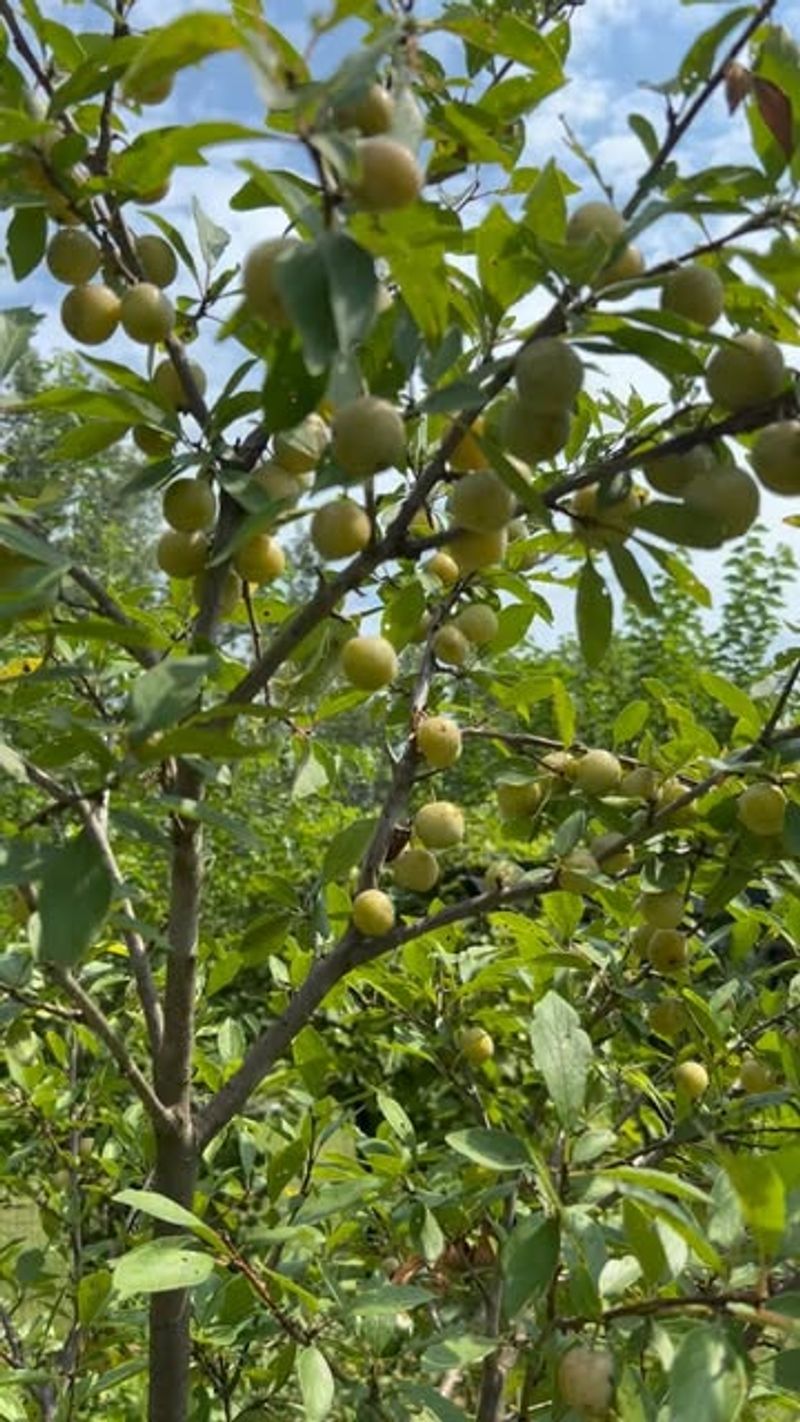 ‘Green Gage’
