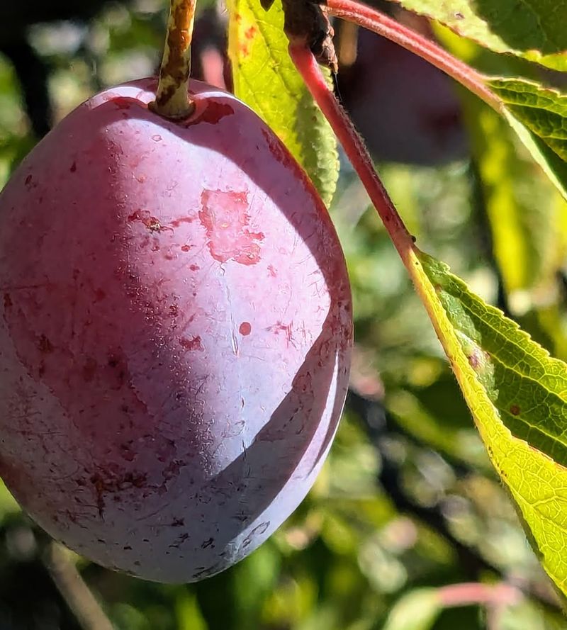 ‘Italian’ Prune Plum