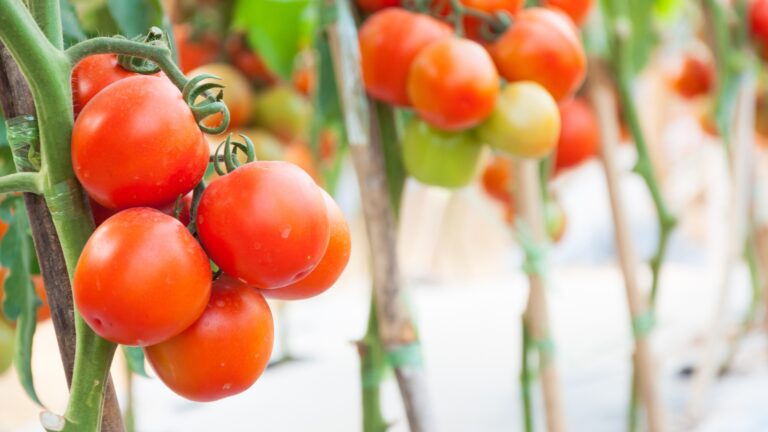 Cherry Tomatoes