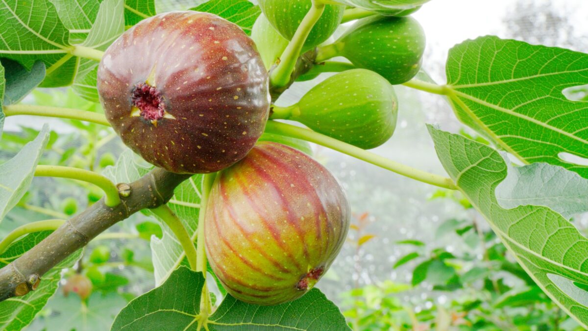 10 Easy Steps To Get Your Fig Tree To Fruit Like Never Before