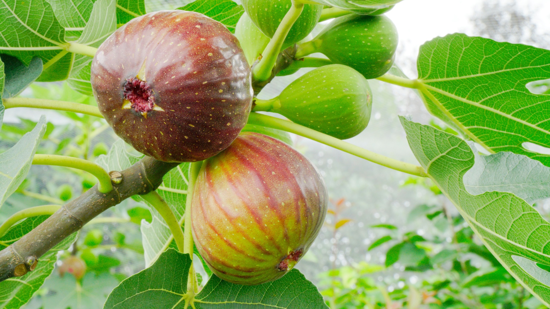 fig tree fruits