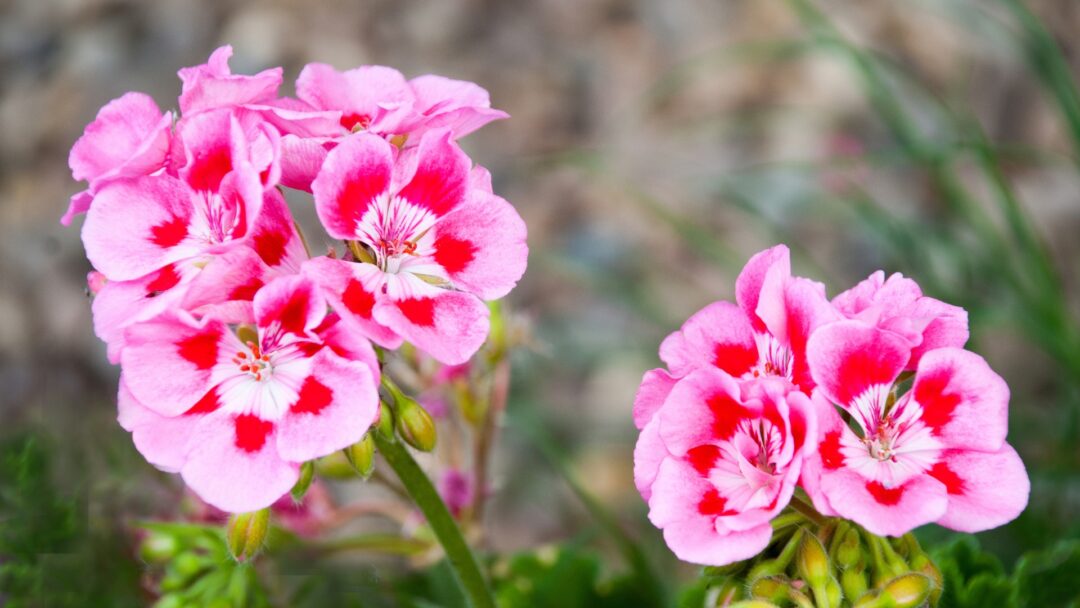 10 Heat-Resistant Geraniums That Will Attract Hummingbirds To Your ...