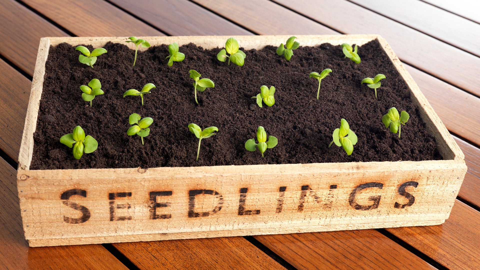 10 Signs Your Seedlings Are Ready To Move (And 5 That Say Not Yet)