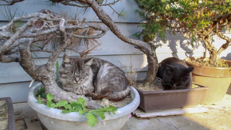 10 Things You Need To Know About Bonsai Trees And Cats’ Safety (Plus How To Keep Them Safe)