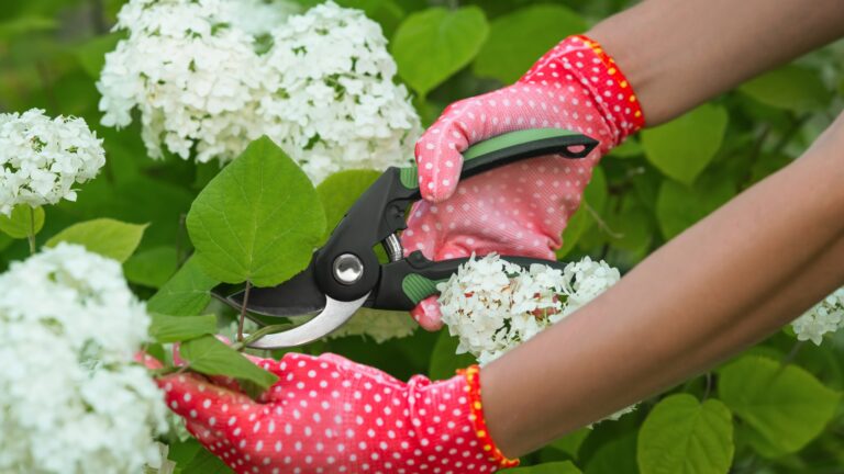 pruning hydrangeas