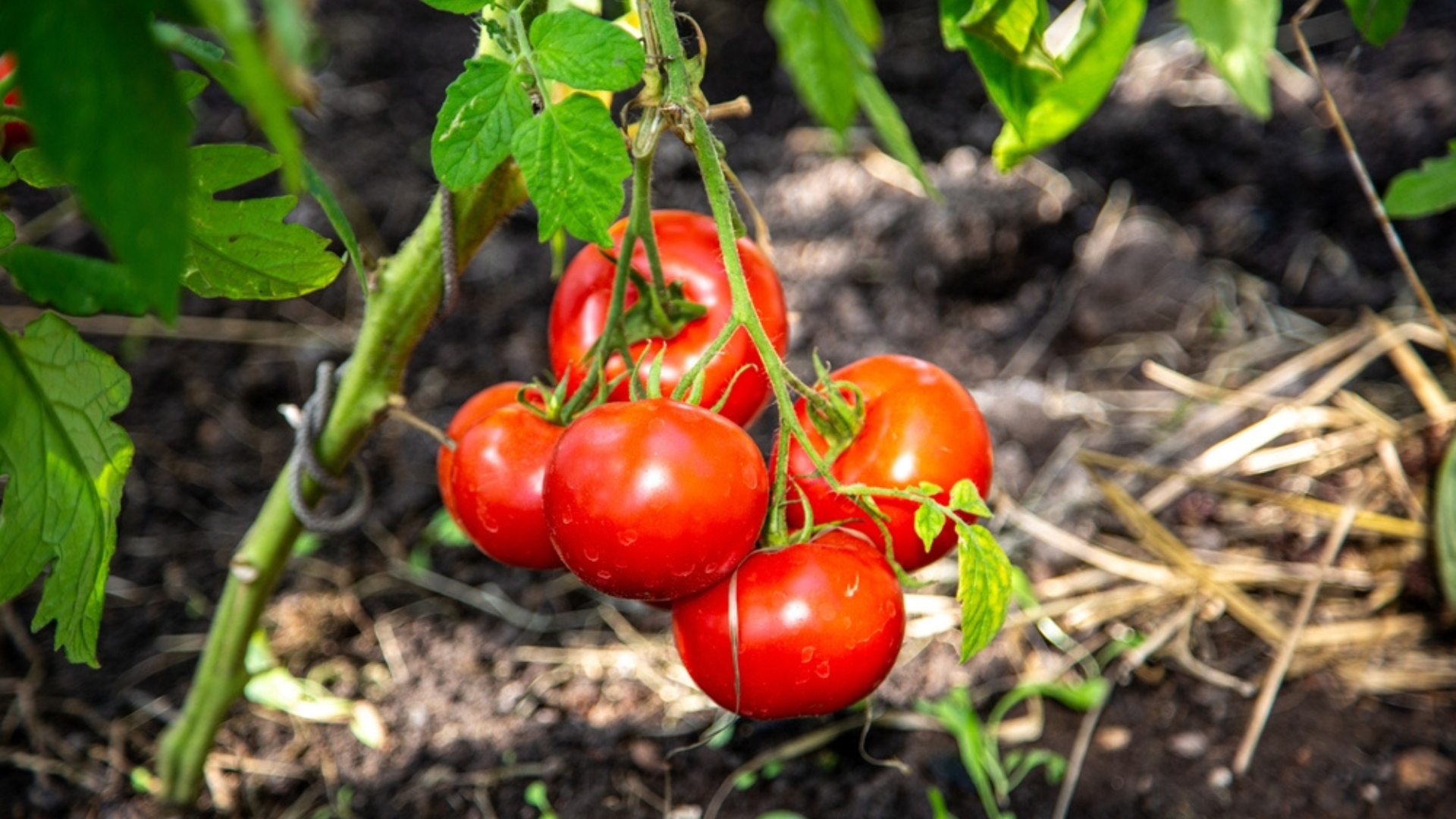 tomato plant fruits