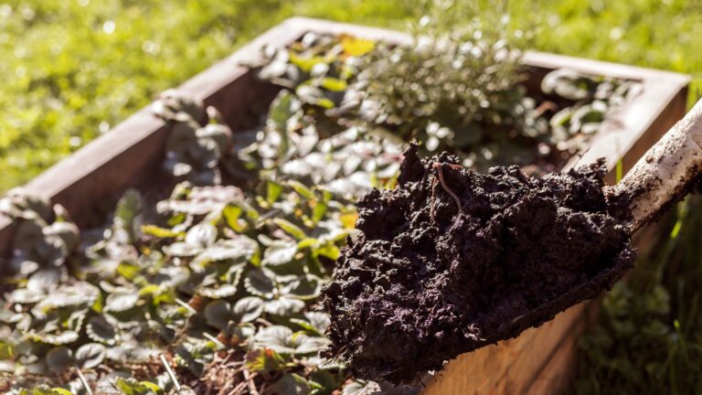 shovel with soil on a raised bed