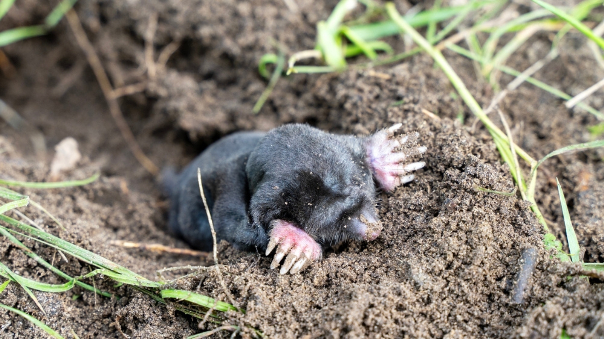 mole poking through a hole