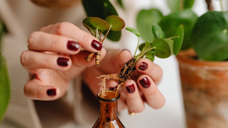woman hand holding a plant cutting