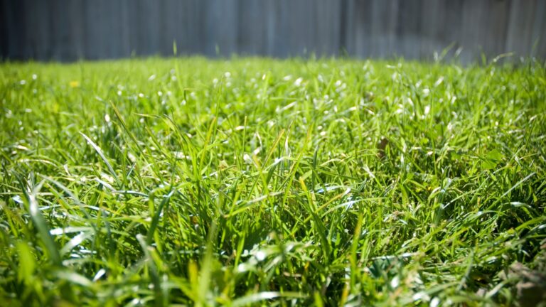 Bermuda Grass