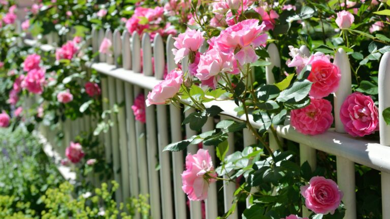 rose trained along a fence
