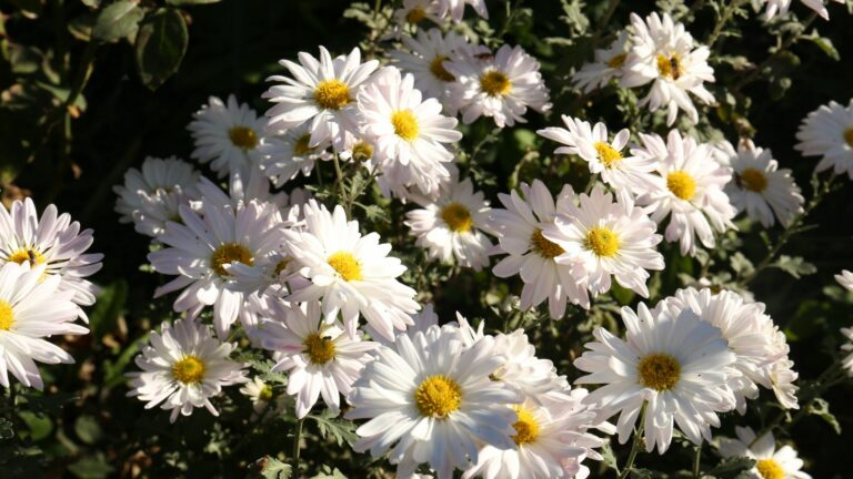 Many Beautiful Chamomile Flowers Growing in Garden