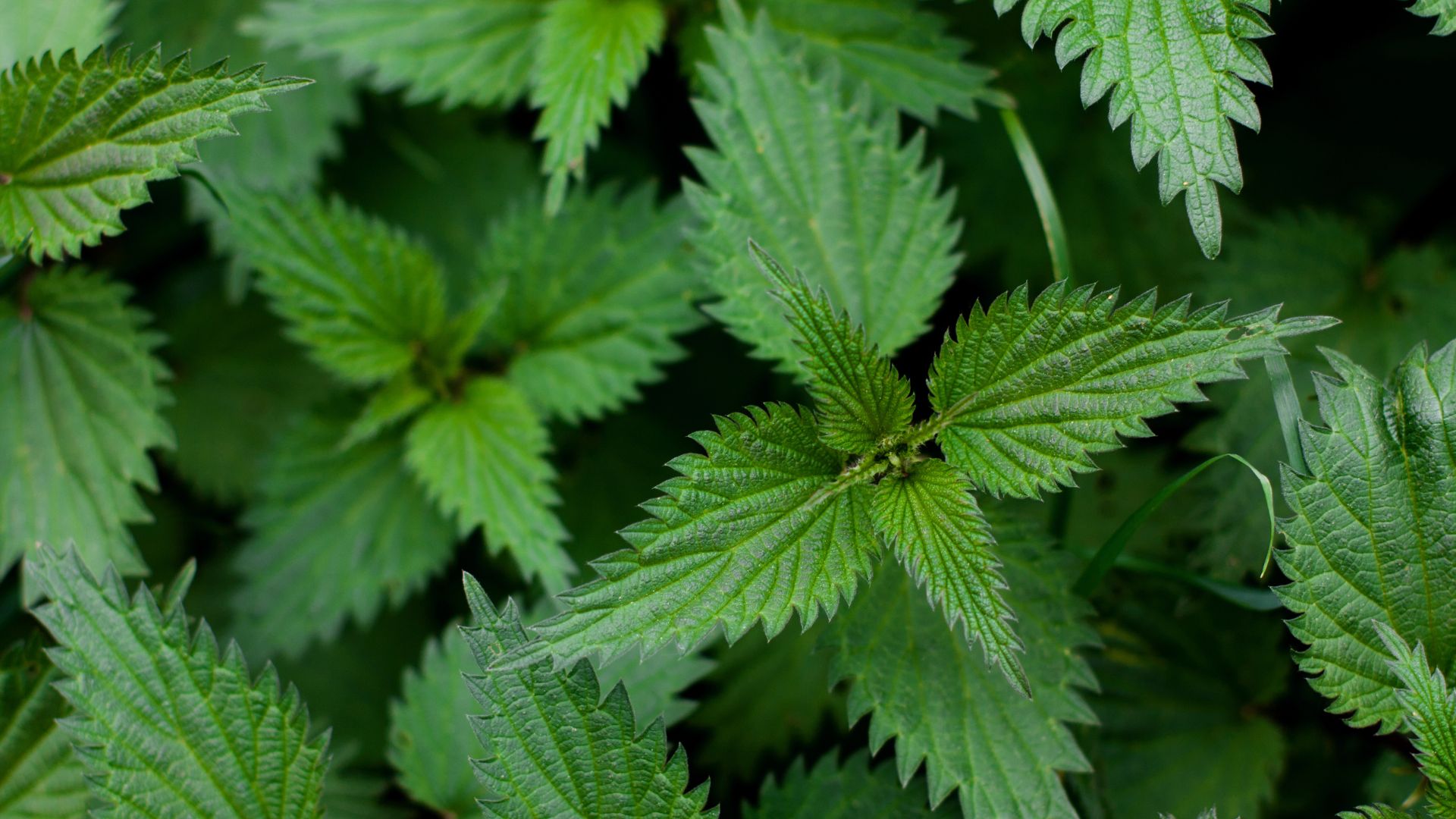 13 Edible Weeds You Can Harvest Like Regular Vegetables (But 3 Are Best Left Alone)