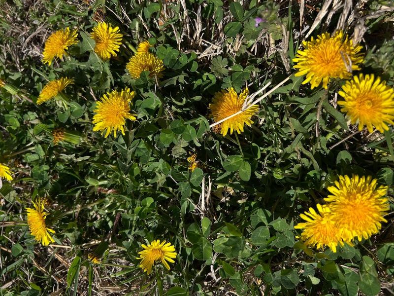 Dandelion