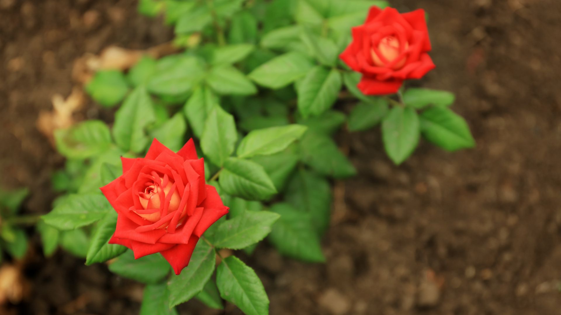 Blooming Red Roses in Garden