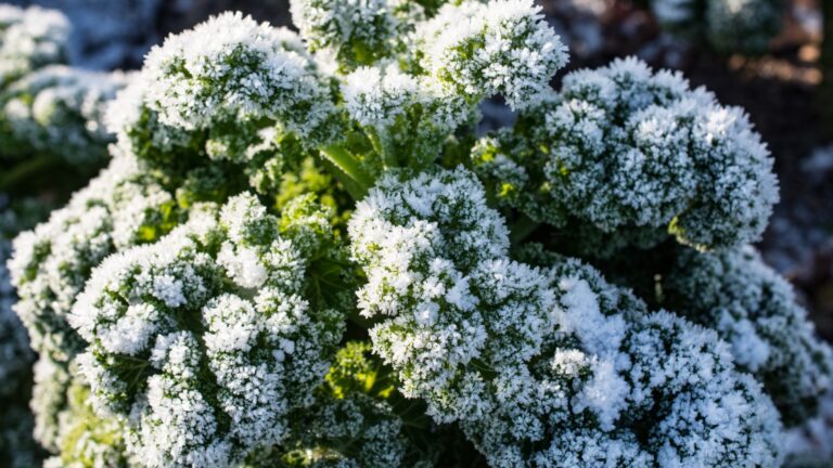 kale covered in frost