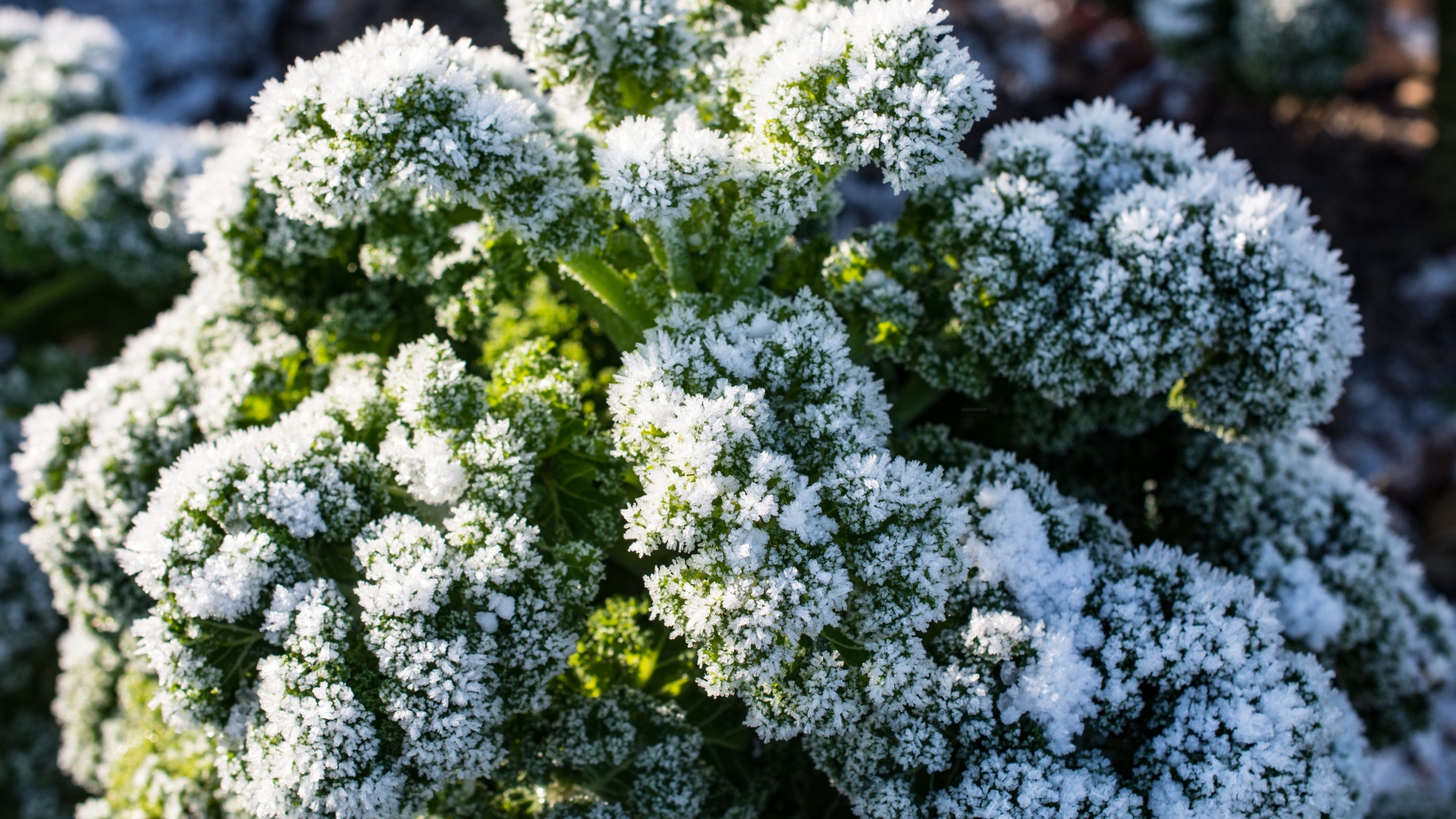 13 Vegetables That Survive Spring Frosts (And 7 That Definitely Can’t)