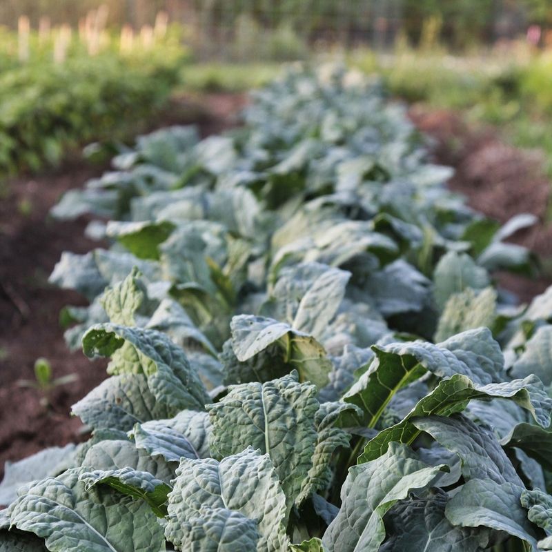 Kale