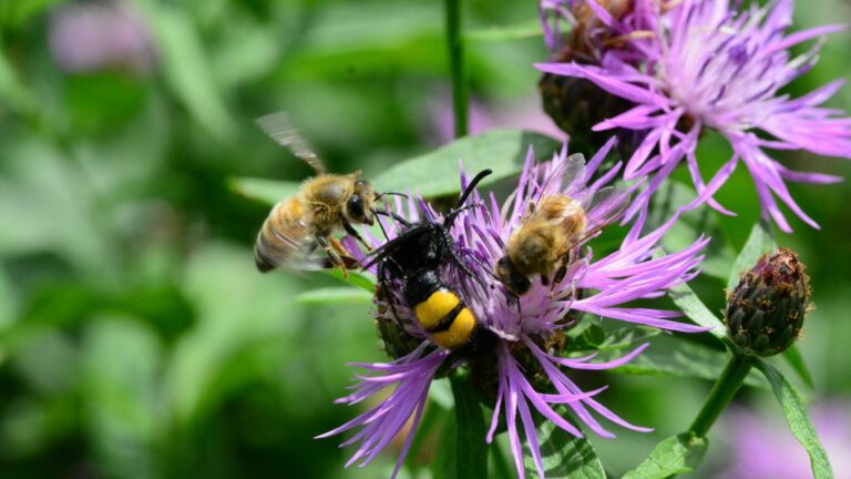 Pollinators