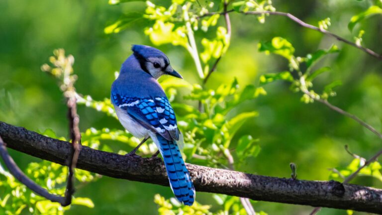 Blue jay