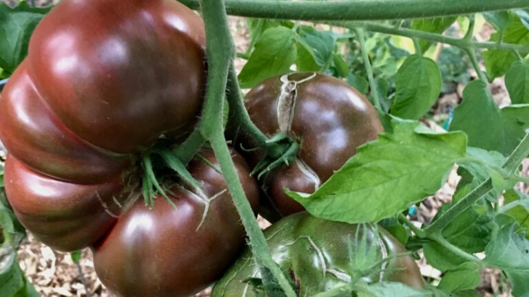 Purple Cherokee Tomatoes