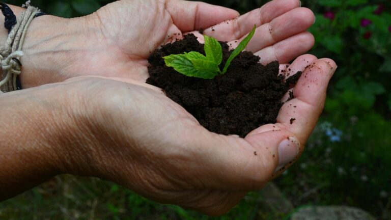Plant in coffee grounds