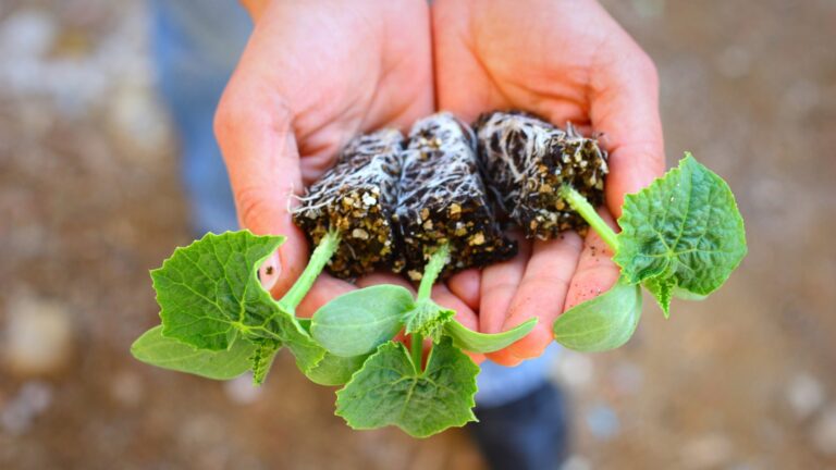 woman hand holding seedlings