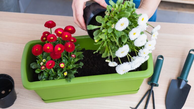 transplanting plants