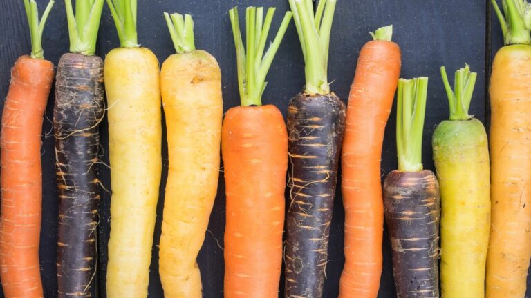 Colorful Carrot Varieties