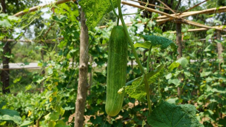Cucumber Growing on a Trellis