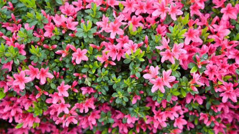 Azaleas