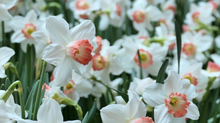 pink daffodil bloom display