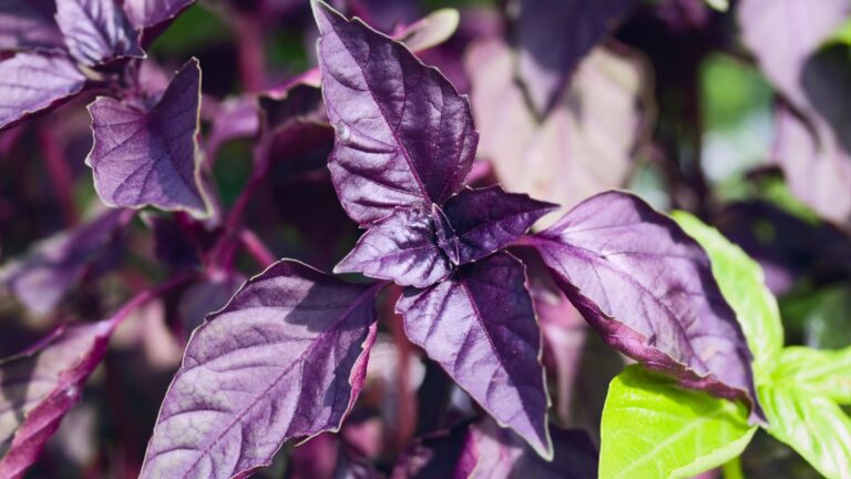 purple basil