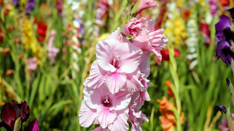 Gladiolus