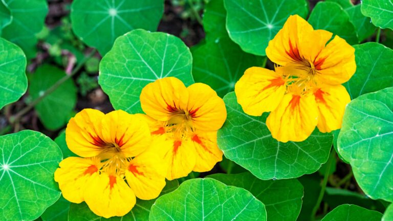 yellow nasturtiums