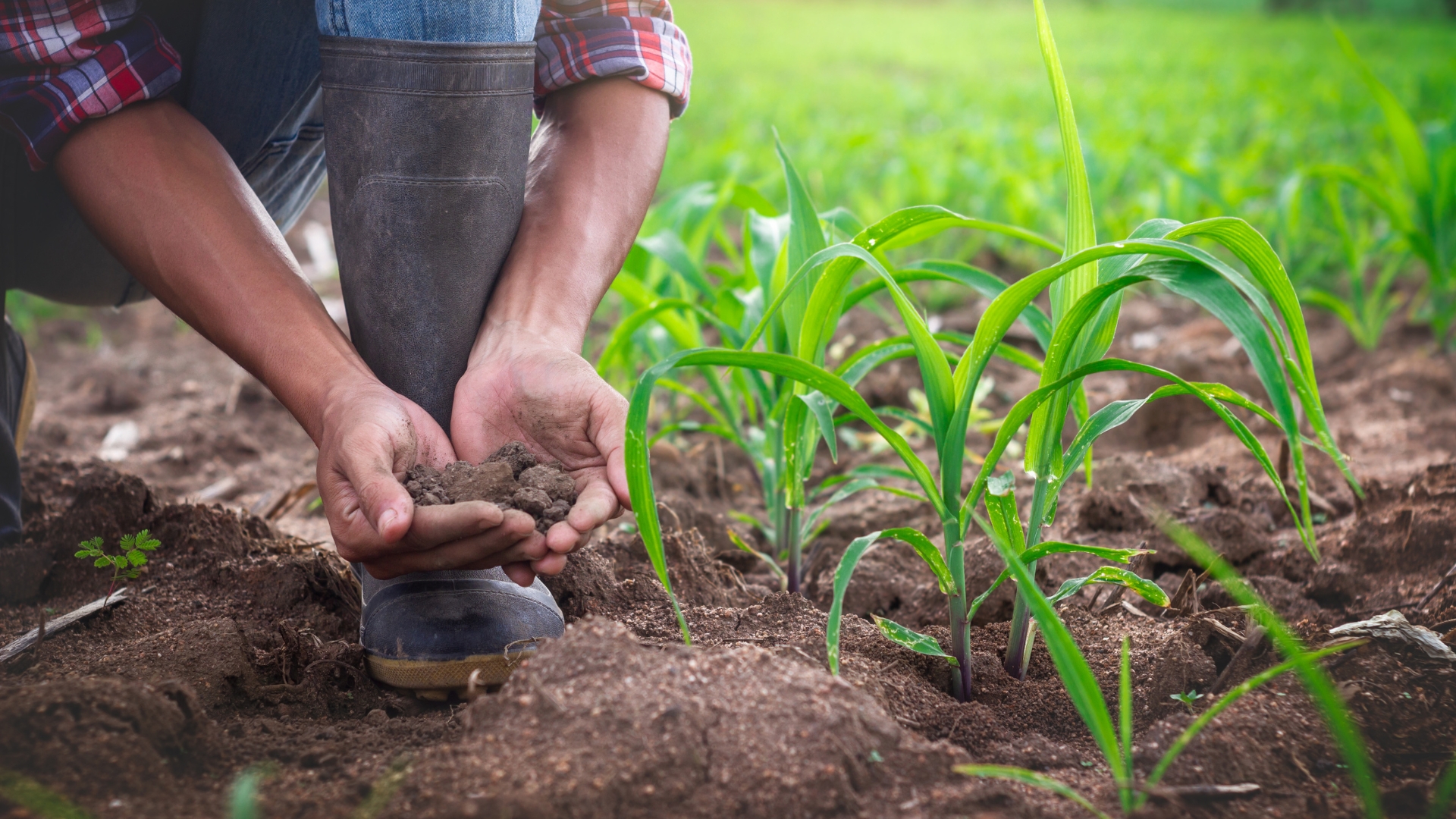 15 Fascinating Facts About Soil (And A Few More That’ll Surprise Even Seasoned Gardeners)