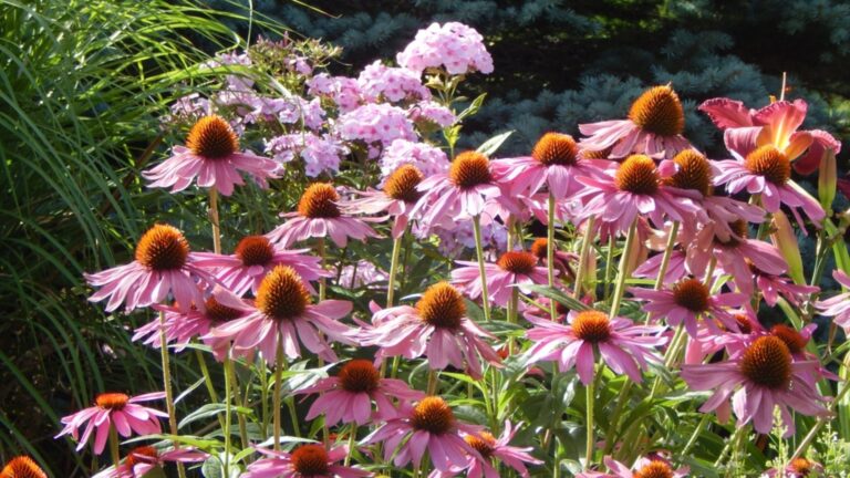 coneflower bloom display