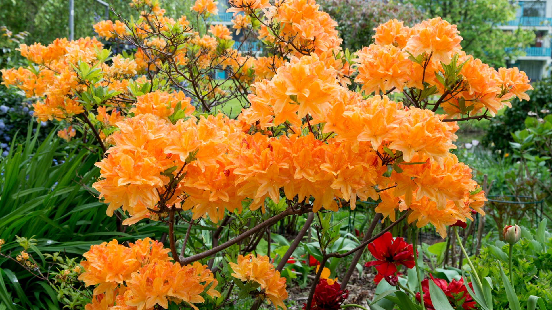 15 Fiery Orange Shrubs That’ll Set Your Garden Ablaze (Plus A Few More To Turn Up The Heat)