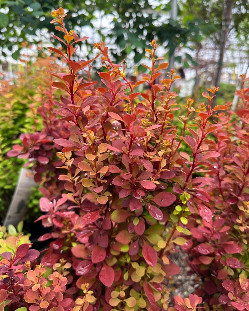 Orange Rocket Barberry