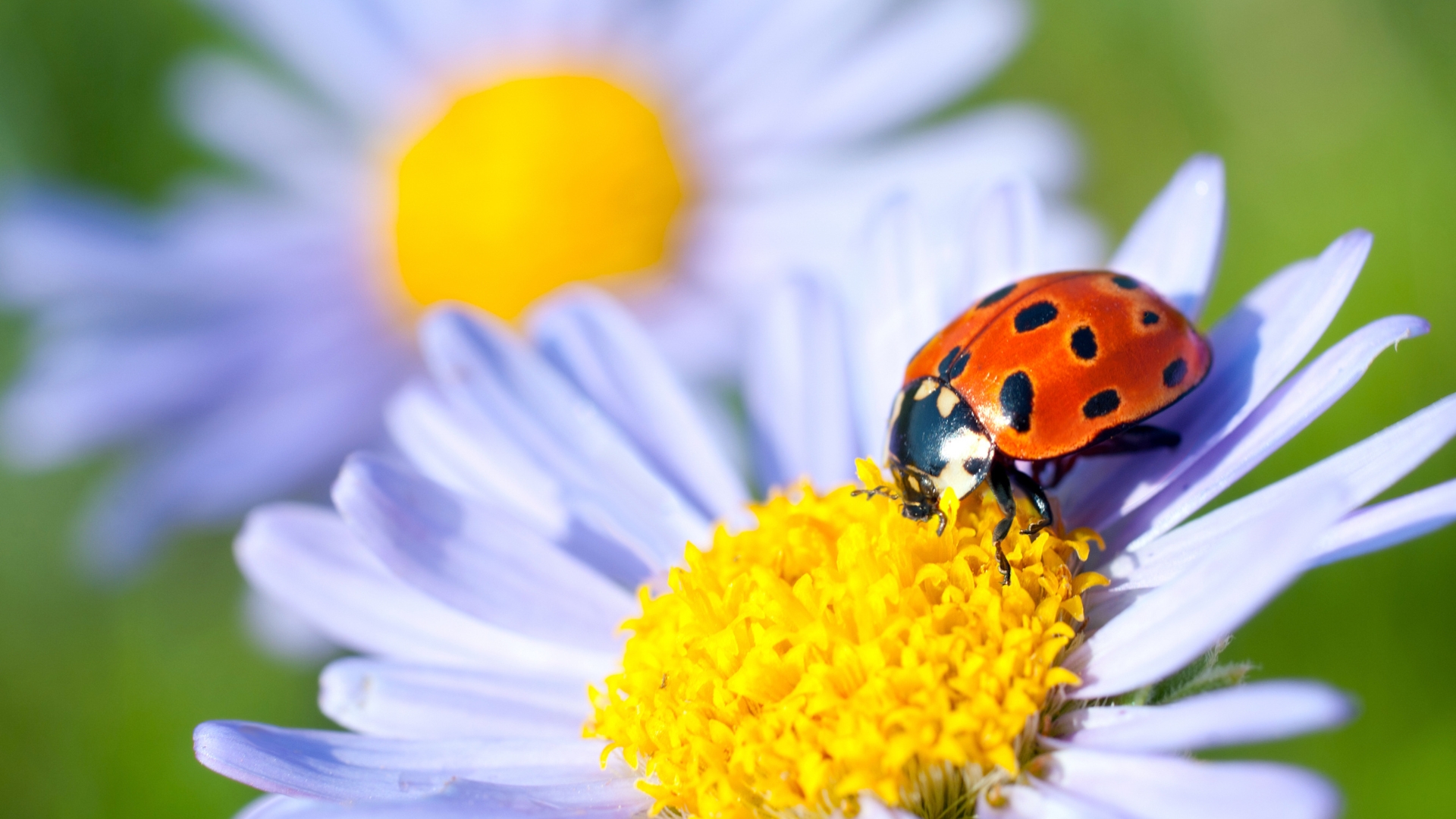 15 Flowers To Grow This Spring That Bring In Ladybugs (And 5 That Won’t Help At All)