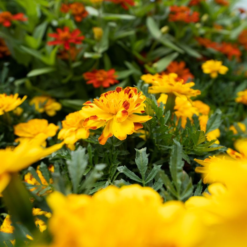 Marigolds