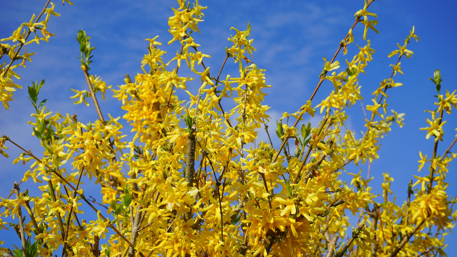 15 Forsythia Must-Dos This May (Plus More Secrets For Making Your Garden Bloom Like Never Before)