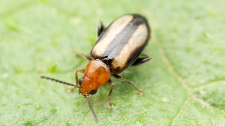 Flea Beetles