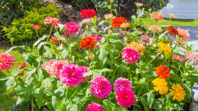 Zinnias