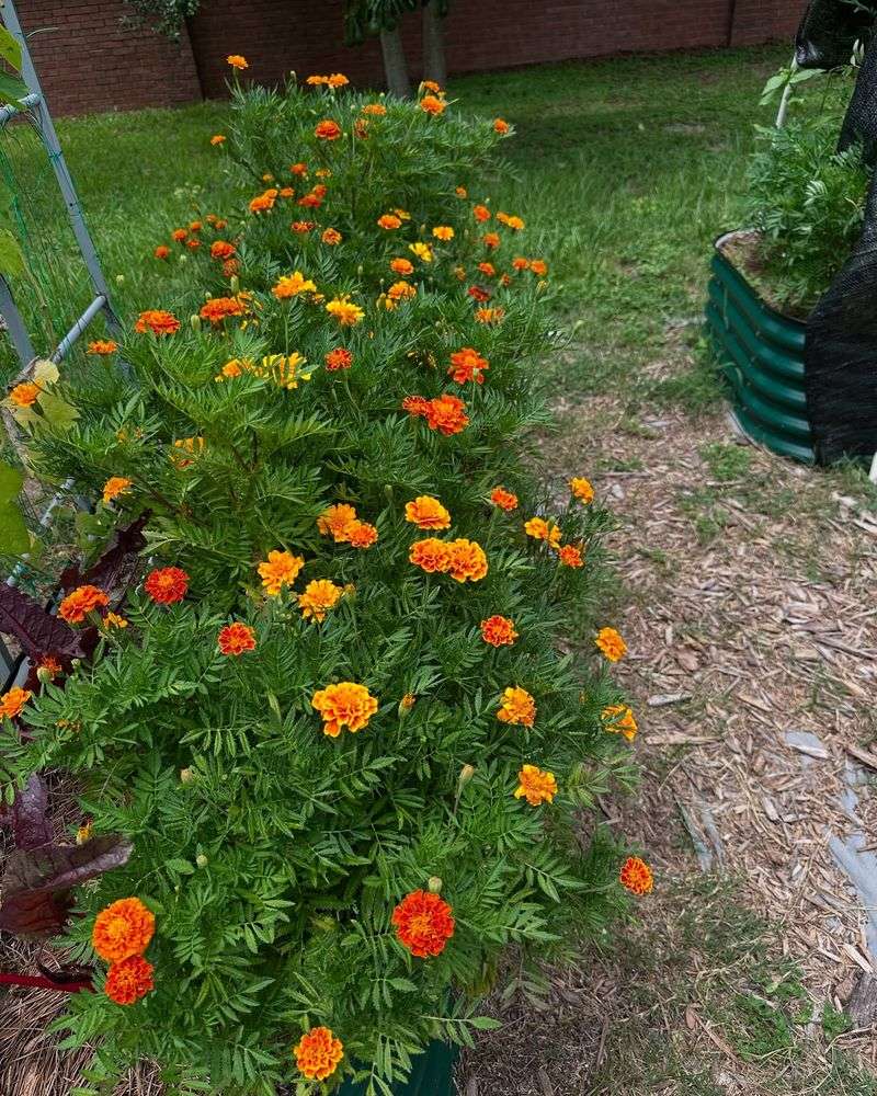 Marigolds